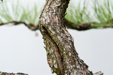 Macro shot of bark, rhytidome, trunk of bonsai tree in botanic garden