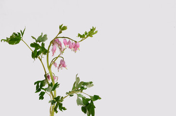 Bleading heart flower for background