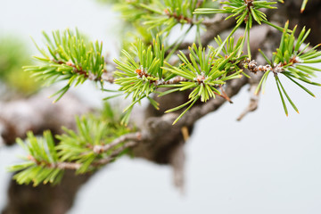 Macro shot of bonsai needles in botanic garden