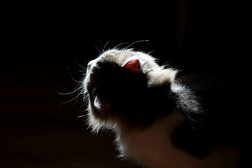 portrait of a cat in a beam of light on a black background