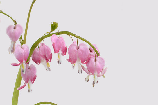 Pink bleading heart flower on white background