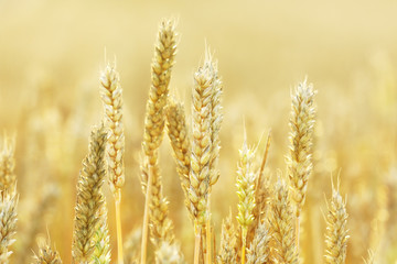 麦畑　Wheat field in Hokkaido Japan