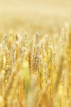 麦畑　Wheat field in Hokkaido Japan