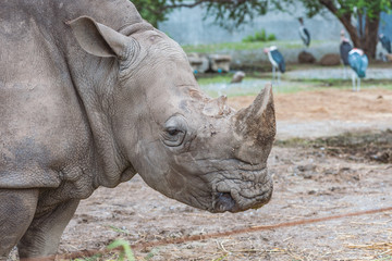 Obraz premium Close up profile of Rhino head