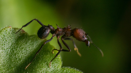 Ant 2