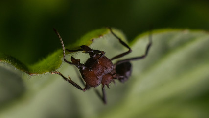 Ant