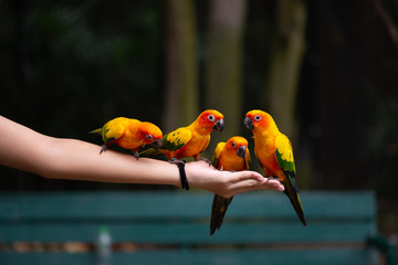 Parrots are eating food on human hand.