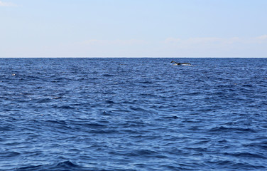 Whale's tail, Hawaii