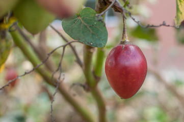 Tomate de árbol Ecuador