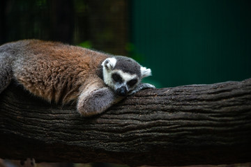 Fototapeta premium Sleeping Lemer in a zoo