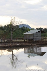 Small cottage and reflection in the rice field