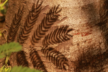 Fototapeta premium Close up shadow of leaves on trunk tree
