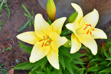 Garden Lily yellow
