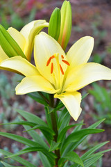 Fototapeta na wymiar Garden Lily yellow