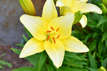 Garden Lily yellow