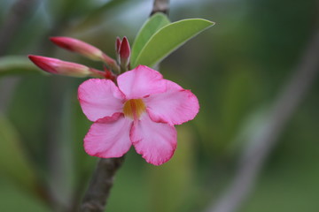 Close up pink plumeria flower on green background