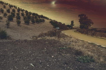 Mysterious olive grove in Spain © George