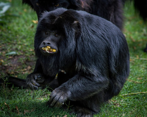 Monkey eating
