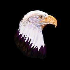 Head of a beautiful majestic eagle on a black background