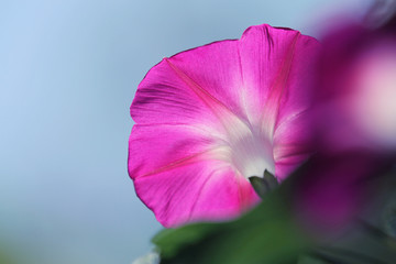 backlight of pink morning glory