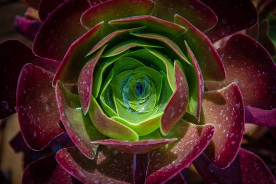 Beautiful close-up of  an Aeonium of the Zwartkop or "Jack Catlin" variety plant illuminated by the sun- Native or Morroco, Madiera and East Africa.