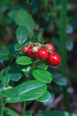 Cowberry