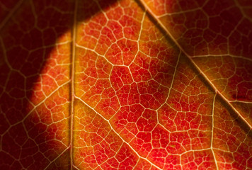 Maple Leaf Macro