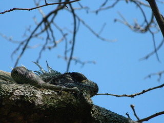 Iguana 
