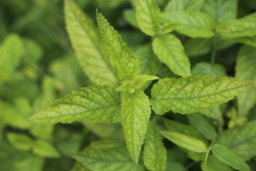 Fototapeta na wymiar Leaves of lemon verbena (Aloysia citrodora) an herb and garden plant