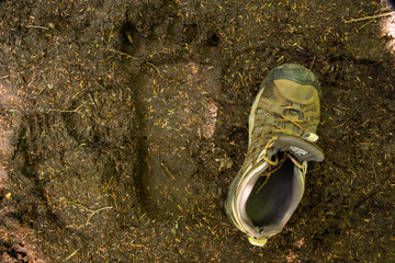 Bigfoot Track? Large animal track next to 8.5 size shoe, Pictured Rocks National Lakeshore, Michigan
