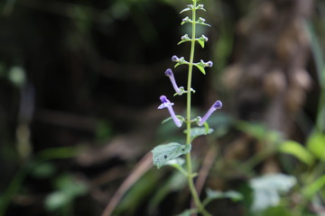 Tobacco Lobelia inflata or Asthma weed pukeweed gagroot medicinal herb