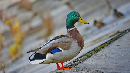 duck Mallard walks near a pond in the city