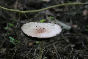 closeup view of Agaricus arvensis horse also known as mushroom genus Agaricus
