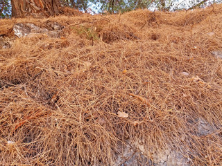 Dry pine needles in a forest in Greece