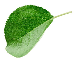 Green apple leaf isolated