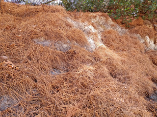 Dry pine needles in a forest in Greece
