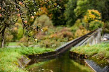 Fototapeta premium Herbstlicher Apfelbaum mit reifen regennassen Äpfeln vor unscharfem Hintergrund