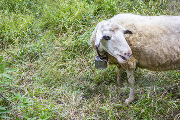 Sheep with big bell on her neck eating grass, grazing in green meadow