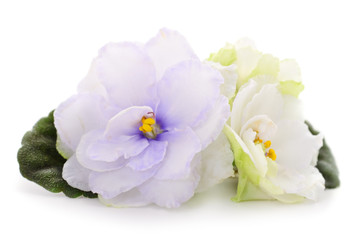 Obraz na płótnie Canvas Violet flower isolated.