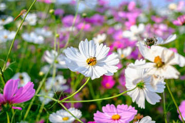 White Cosmos Yellow stamens Among fields of colorful cosmos. There are bees are collecting nectar.