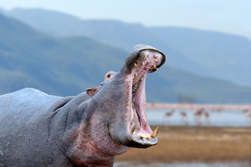 Hippo (Hippopotamus amphibius) outside the water