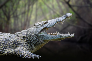 Krokodil im Nationalpark von Kenia, Afrika