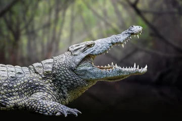 Abwaschbare Fototapete Krokodil Krokodil im Nationalpark von Kenia, Afrika