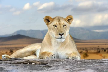 Papier peint photo Lion African lion in the Park South Africa  © byrdyak