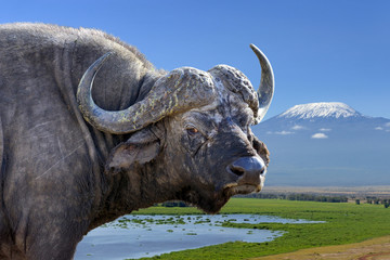Wild African buffalo bull