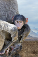 Baby monkey baboon
