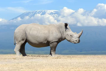 Peel and stick wall murals Rhino African white rhino