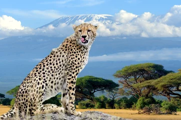 Photo sur Plexiglas Kilimandjaro Wild african cheetah on Kilimanjaro mount background