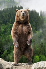Foto op Aluminium Grote bruine beer die op zijn achterpoten staat © byrdyak