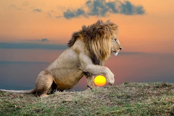 Poster de jardin Lion Lion sur fond de coucher de soleil
